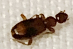 Pregnant Female Bed Bug