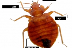 Reader submitted bed bug photo